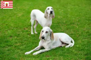 Lees meer over het artikel Billy fokker en puppies in Bremen