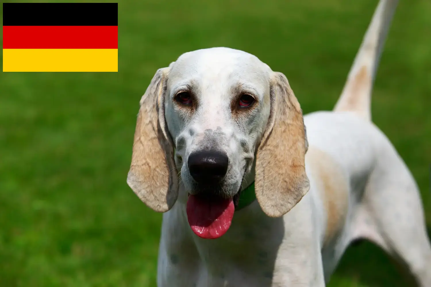 Lees meer over het artikel Billy fokkers en puppies in Duitsland