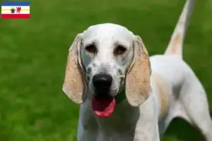 Lees meer over het artikel Billy fokkers en puppies in Mecklenburg-Vorpommern