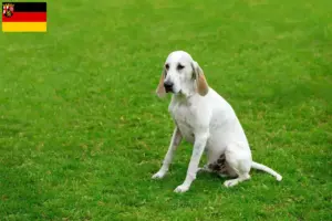 Lees meer over het artikel Billy fokkers en puppies in Rijnland-Palts