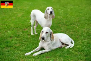 Lees meer over het artikel Billy fokkers en puppies in Saarland