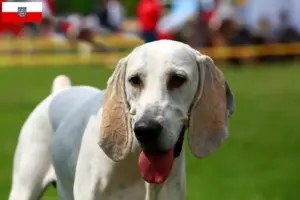 Lees meer over het artikel Billy fokkers en puppies in Thüringen