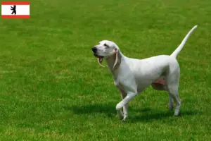 Lees meer over het artikel Billy fokker en puppies in Berlijn