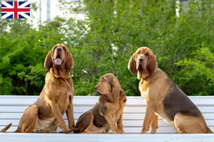 Lees meer over het artikel Bloedhondenfokkers en puppies in Groot-Brittannië