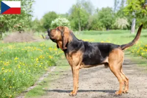 Lees meer over het artikel Bloedhondenfokkers en puppy’s in Tsjechië