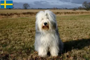 Lees meer over het artikel Bobtail fokkers en puppy’s in Zweden
