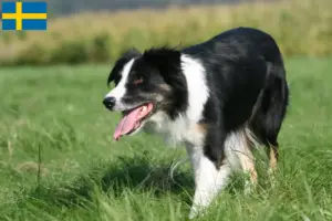 Lees meer over het artikel Border Collie fokkers en pups in Zweden