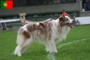 Lees meer over het artikel Border Collie fokkers en pups in Portugal