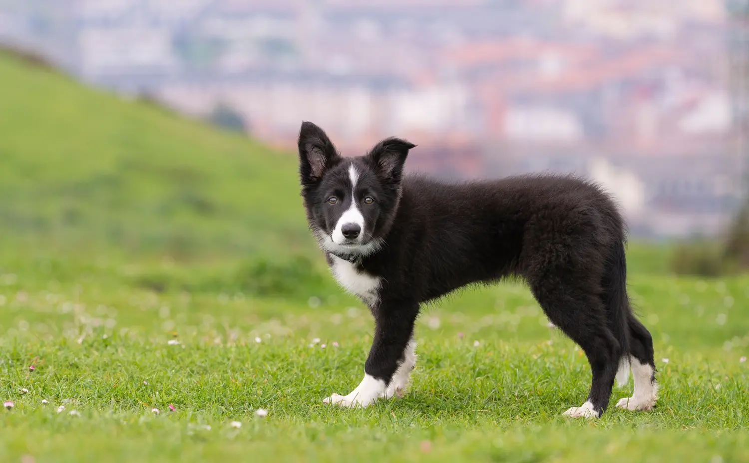 Een Border Collie puppy kopen betekent verantwoordelijkheid nemen! Border Collie puppy kopen.