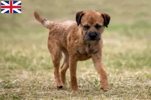 Lees meer over het artikel Border Terriër fokkers en puppies in Groot-Brittannië