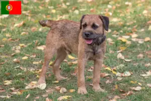 Lees meer over het artikel Border Terriër fokkers en puppies in Portugal