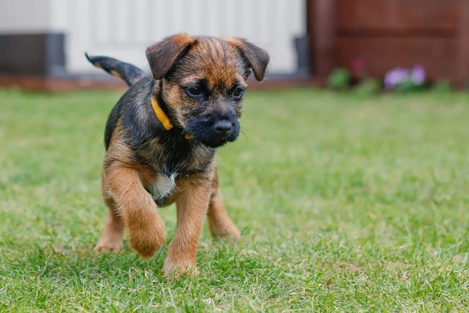 Een Border Terriër puppy kopen betekent verantwoordelijkheid nemen! Border Terrier puppy kopen.