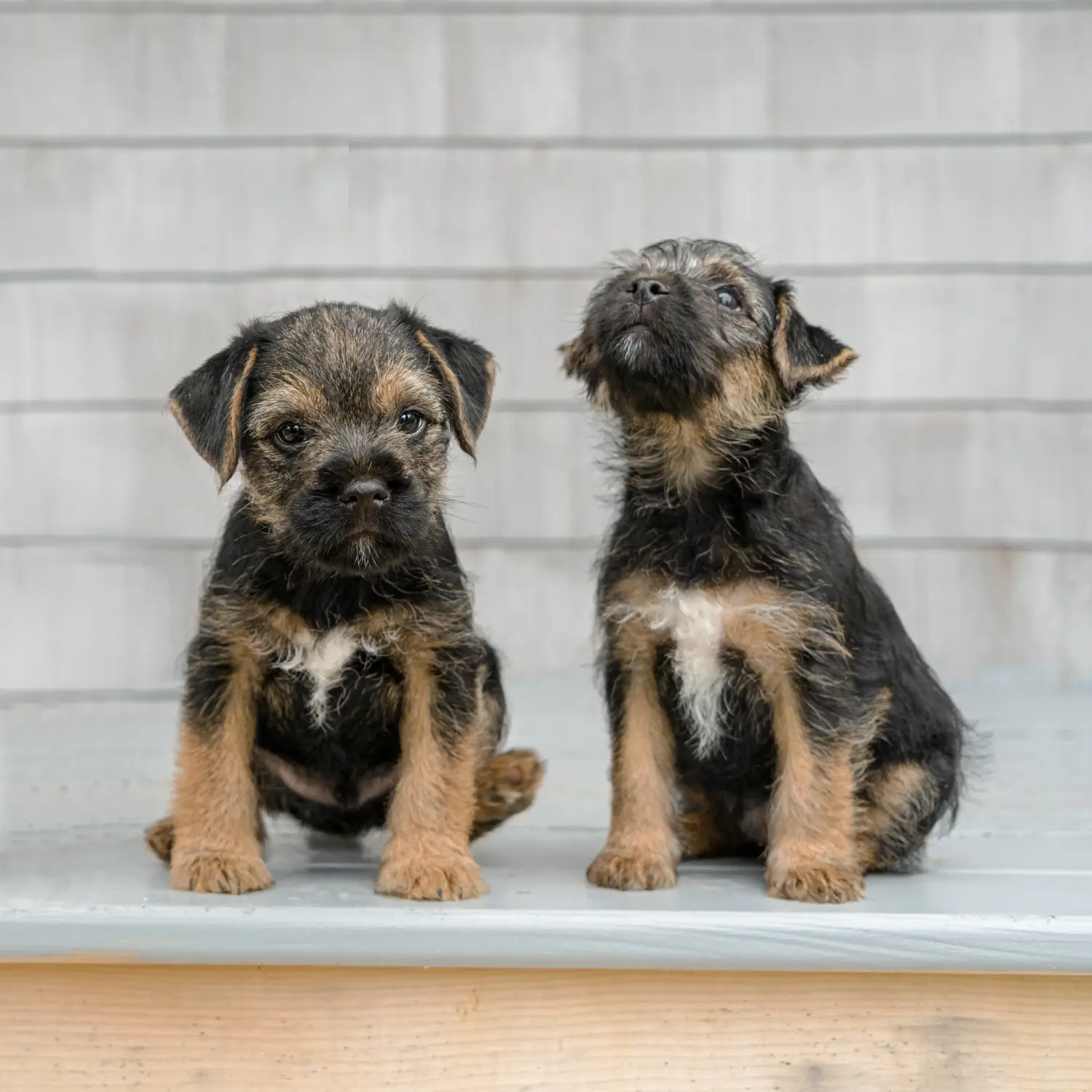 Een Border Terriër puppy kopen betekent verantwoordelijkheid nemen! Border Terrier puppy kopen.