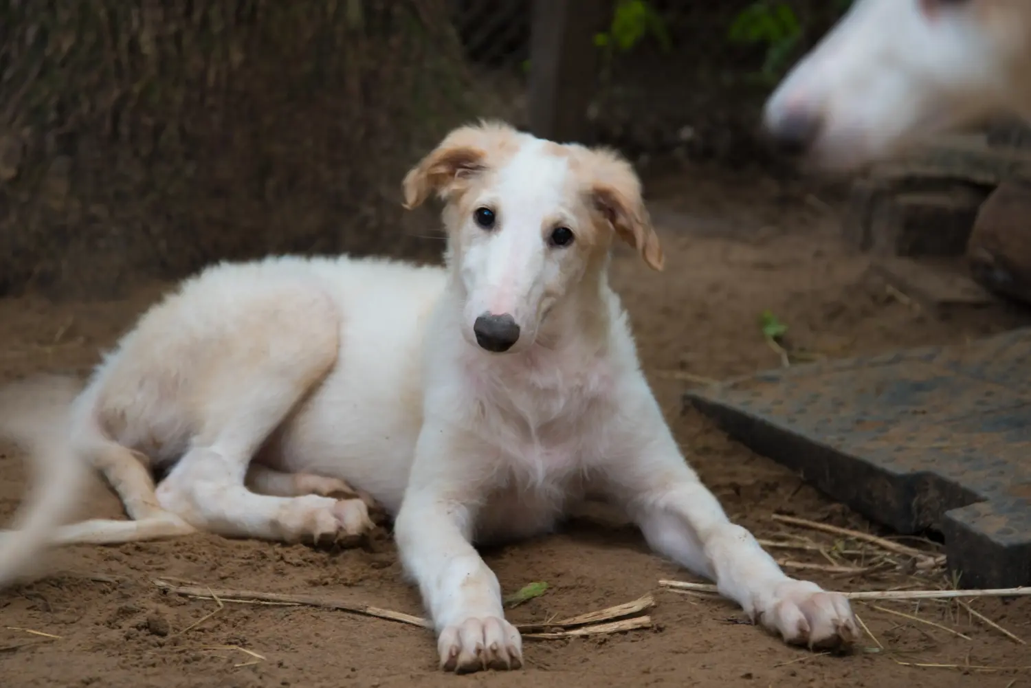 Een borzoi puppy kopen betekent verantwoordelijkheid nemen! Borzoi puppy kopen.