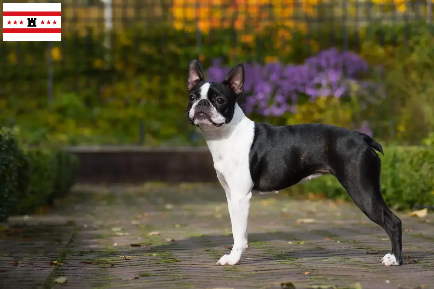Lees meer over het artikel Boston Terrier fokkers en pups in Drenthe