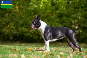 Lees meer over het artikel Boston Terrier fokkers en pups in Flevoland