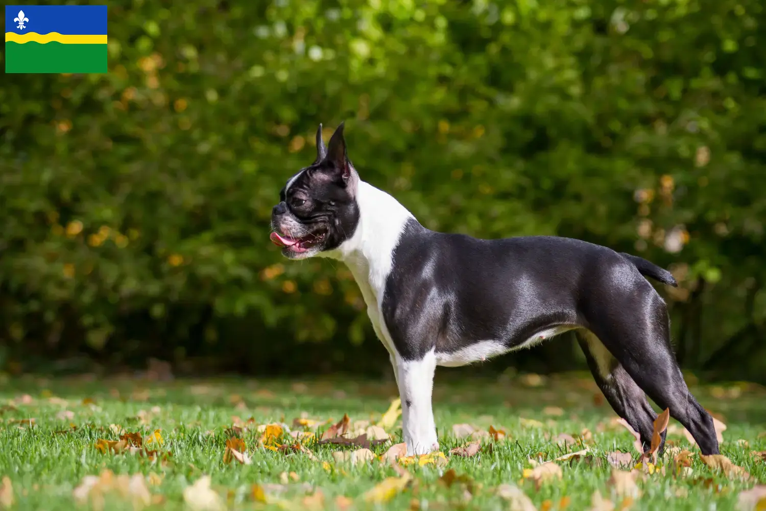 Lees meer over het artikel Boston Terrier fokkers en pups in Flevoland