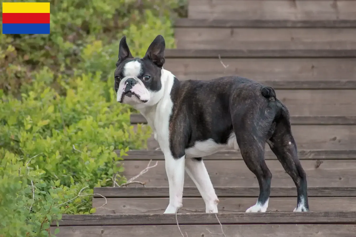 Lees meer over het artikel Boston Terrier fokkers en pups in Noord-Holland