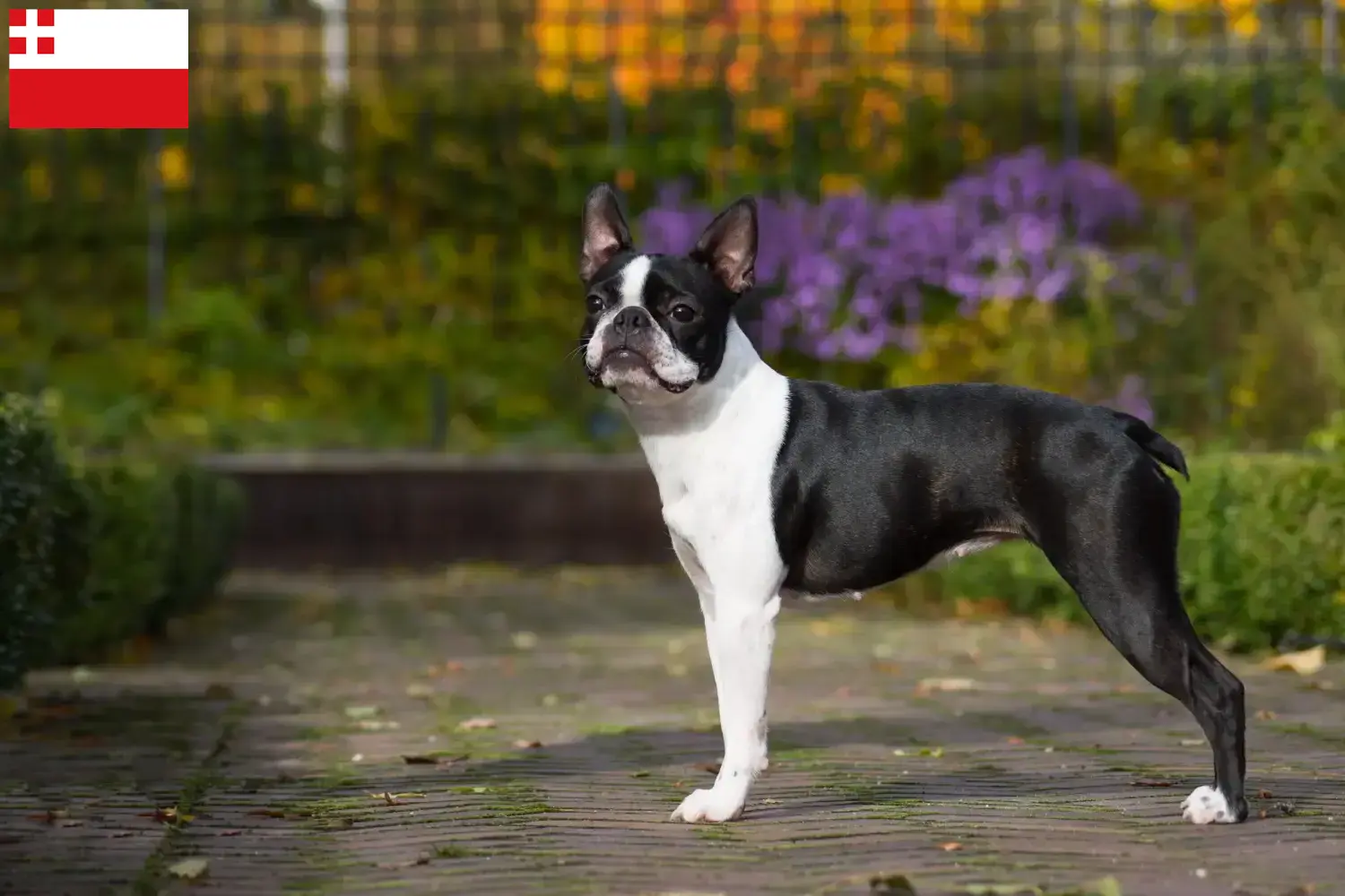 Lees meer over het artikel Boston Terrier fokkers en pups in Utrecht
