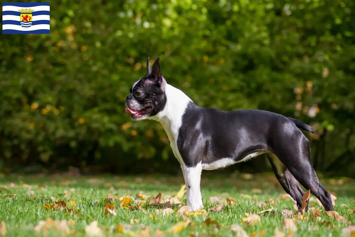 Boston Terrier pups en fokkers Zeeland Zoek Boston Terrier fokkers in Zeeland.
