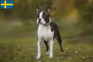 Lees meer over het artikel Boston Terrier fokkers en pups in Zweden