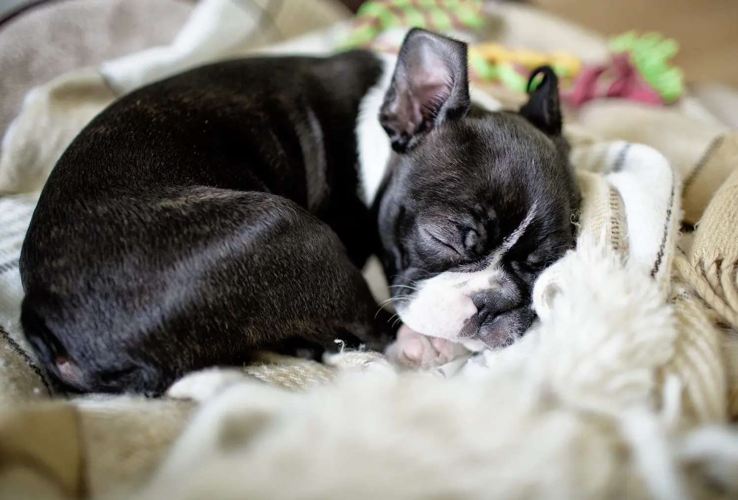 Een Boston Terrier puppy kopen betekent verantwoordelijkheid nemen! Boston Terrier puppy kopen.
