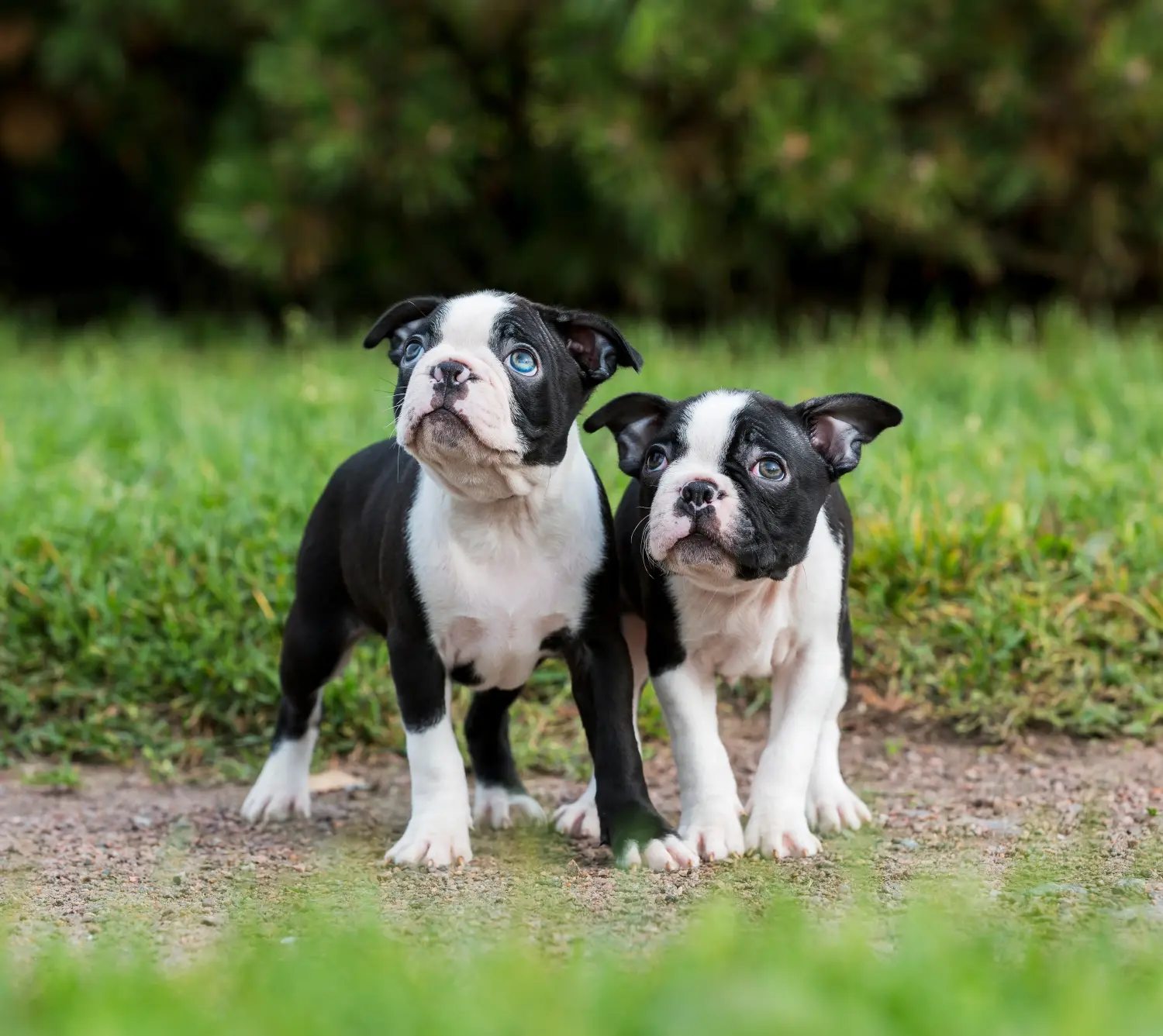 Een Boston Terrier puppy kopen betekent verantwoordelijkheid nemen! Boston Terrier puppy kopen.