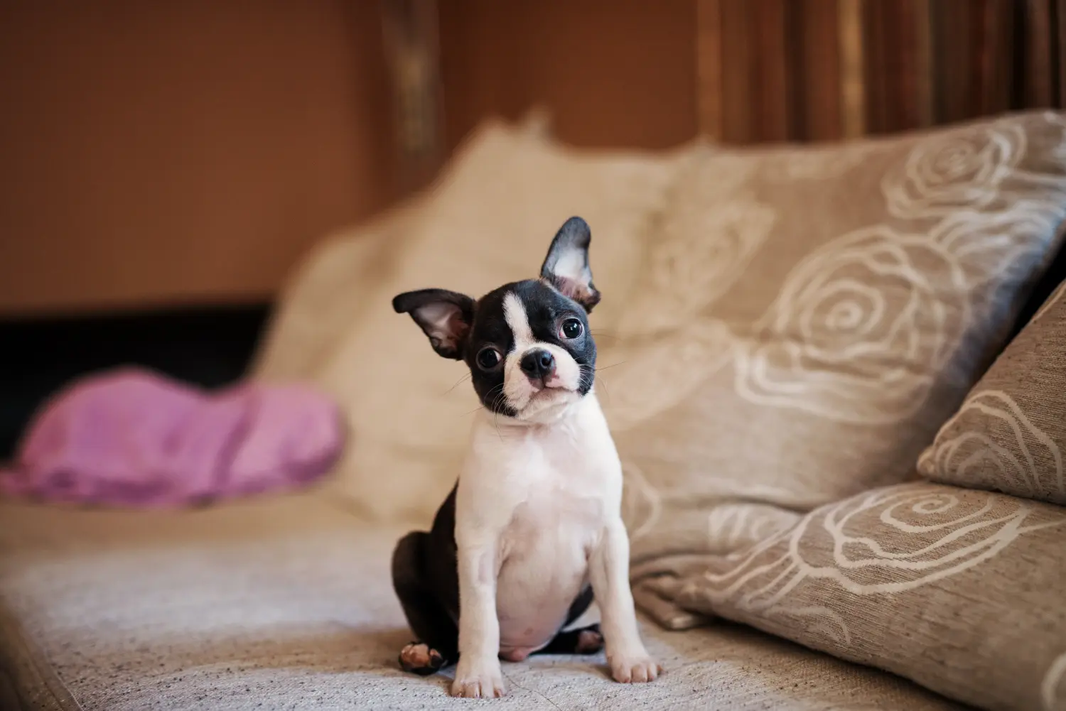 Een Boston Terrier puppy kopen betekent verantwoordelijkheid nemen! Boston Terrier puppy kopen.