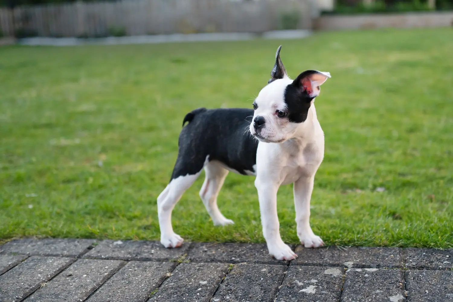 Een Boston Terrier puppy kopen betekent verantwoordelijkheid nemen! Boston Terrier puppy kopen.