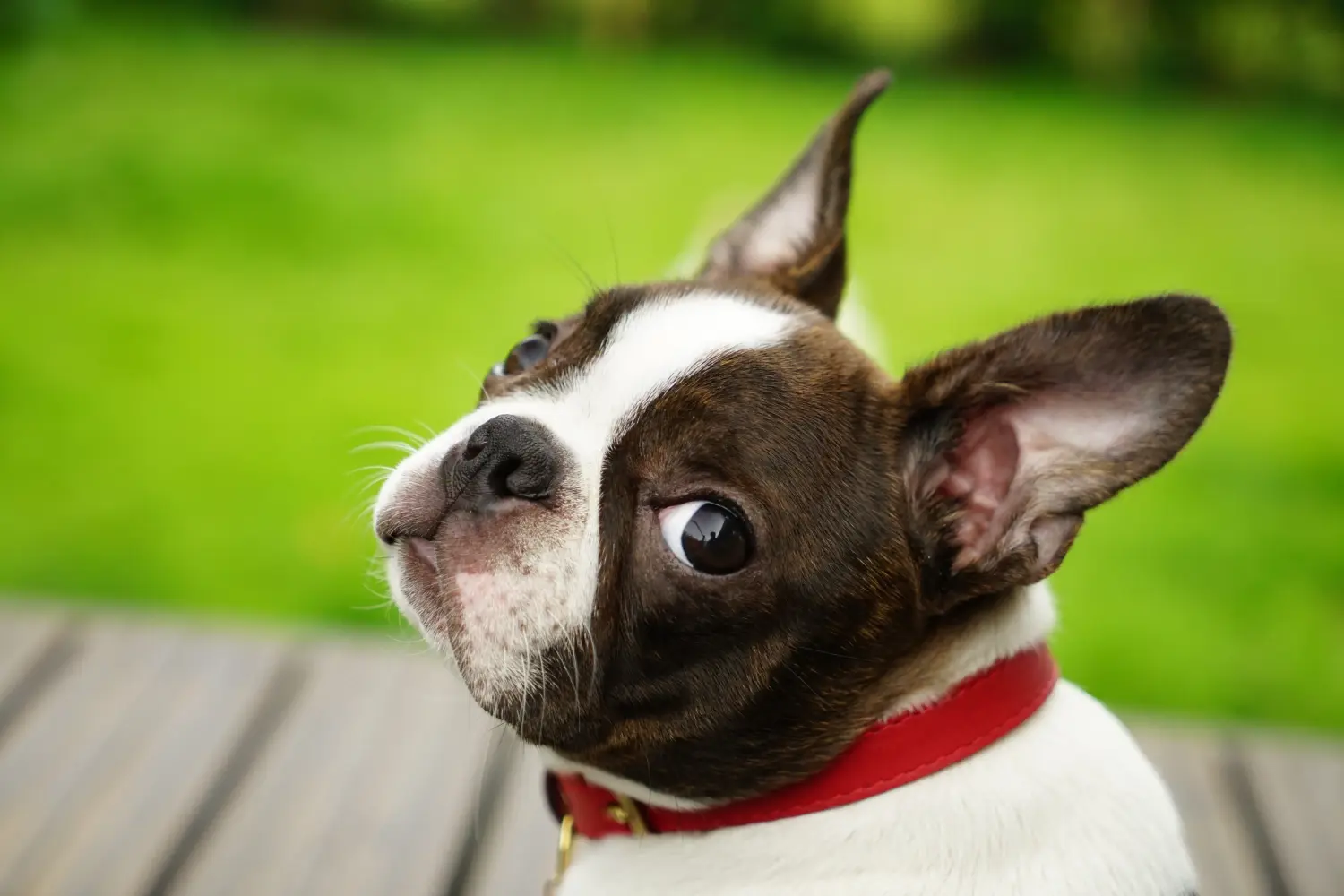 Een Boston Terrier puppy kopen betekent verantwoordelijkheid nemen! Boston Terrier puppy kopen.