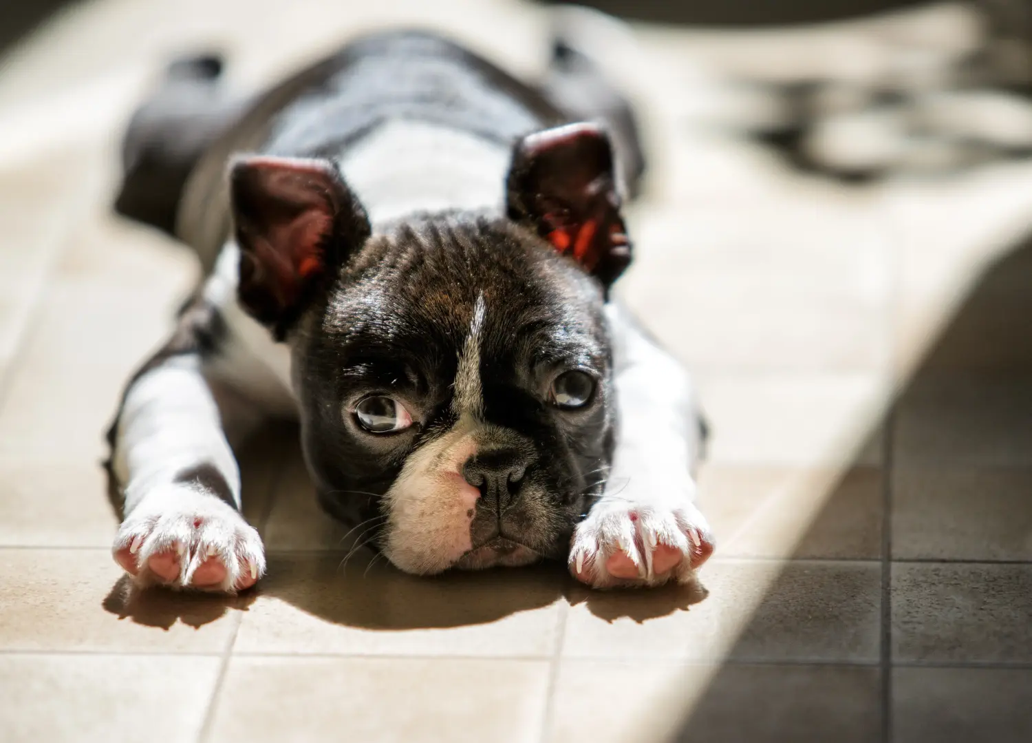 Een Boston Terrier puppy kopen betekent verantwoordelijkheid nemen! Boston Terrier puppy kopen.
