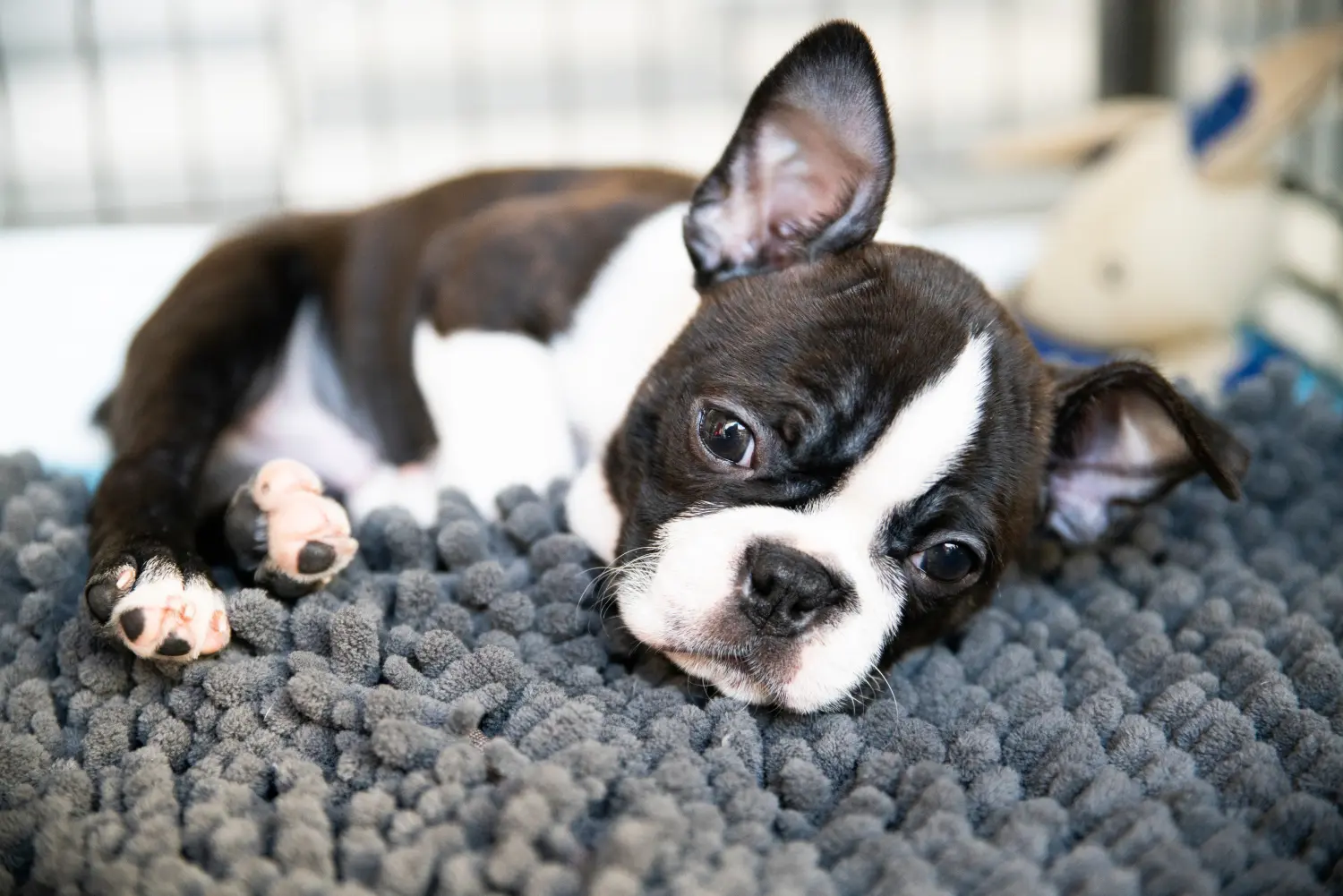Een Boston Terrier puppy kopen betekent verantwoordelijkheid nemen! Boston Terrier puppy kopen.