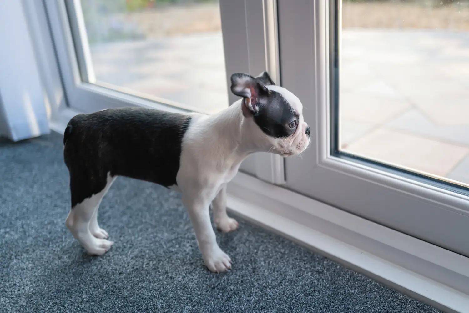 Een Boston Terrier puppy kopen betekent verantwoordelijkheid nemen! Boston Terrier puppy kopen.