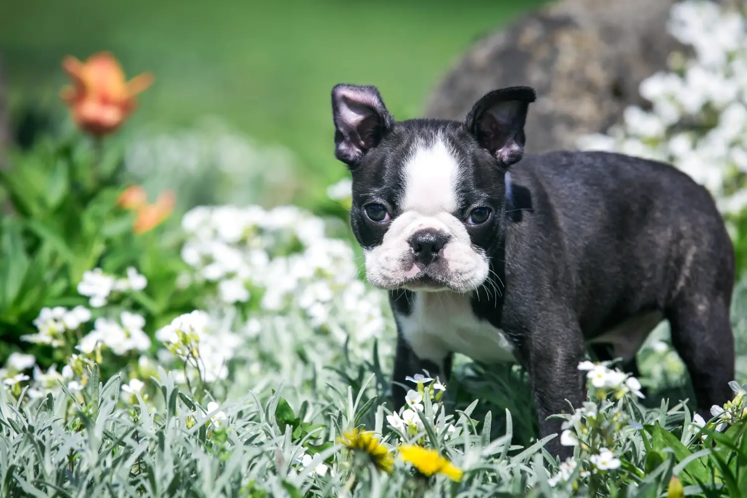 Een Boston Terrier puppy kopen betekent verantwoordelijkheid nemen! Boston Terrier puppy kopen.