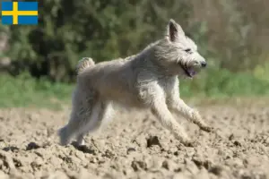 Lees meer over het artikel Bouvier des Ardennes fokkers en pups in Zweden