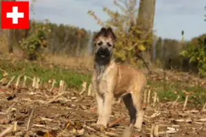 Lees meer over het artikel Bouvier des Ardennes fokkers en pups in Zwitserland