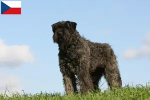Lees meer over het artikel Bouvier des Flandres fokkers en pups in Tsjechië