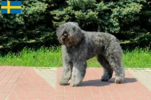 Lees meer over het artikel Bouvier des Flandres fokkers en pups in Zweden