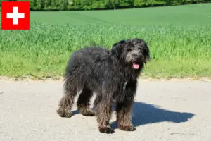 Lees meer over het artikel Bouvier des Flandres fokkers en pups in Zwitserland