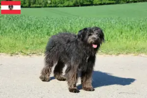Lees meer over het artikel Bouvier des Flandres fokkers en pups in Oostenrijk