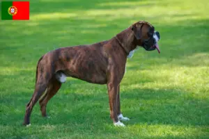Lees meer over het artikel Boxer fokkers en puppies in Portugal