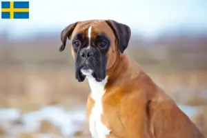 Lees meer over het artikel Boxer fokkers en puppy’s in Zweden