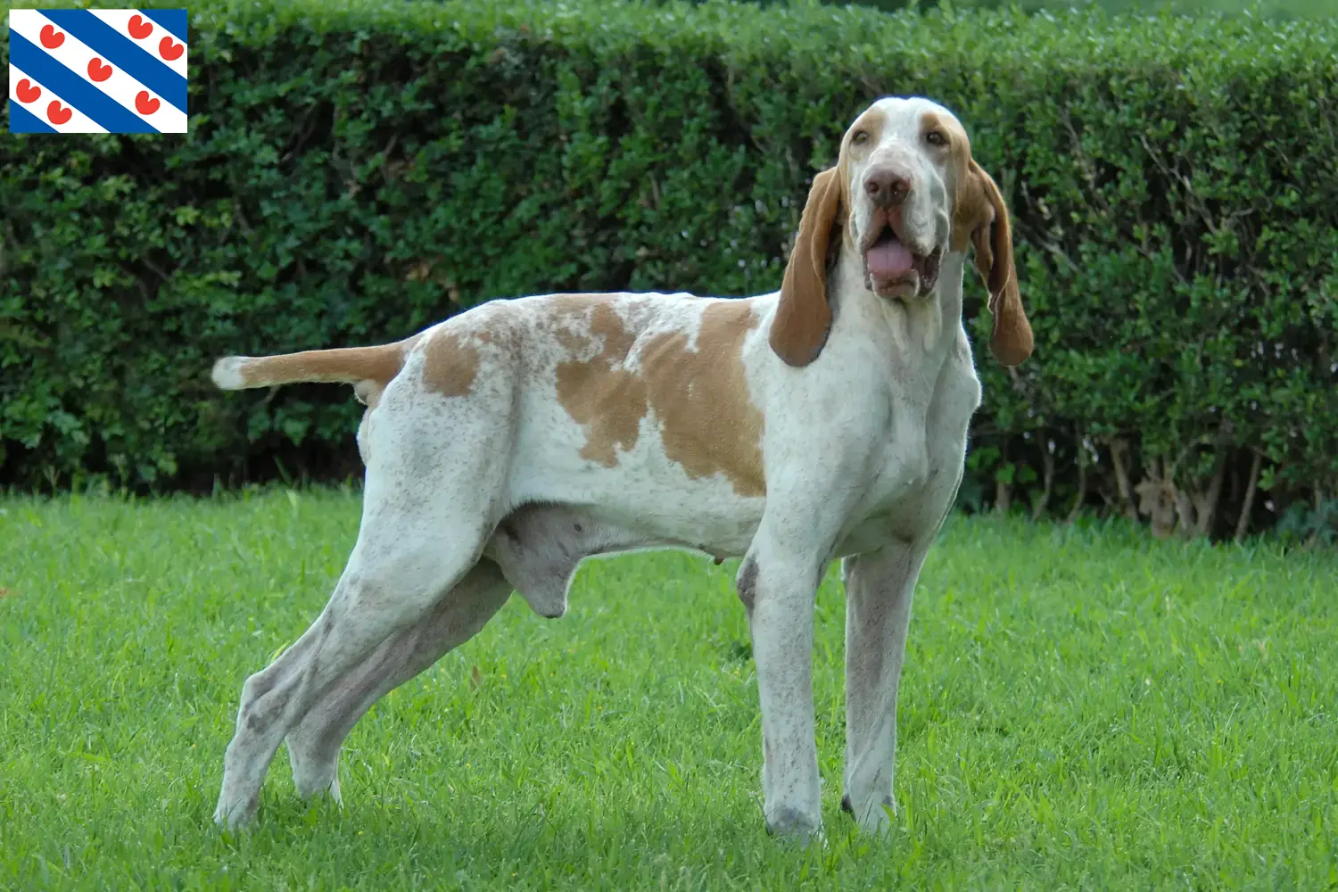 Bracco Italiano pups en fokkers Friesland Hier vind je Bracco Italianos fokkers in Friesland.