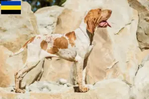 Lees meer over het artikel Bracco Italiano fokkers en pups in Gelderland