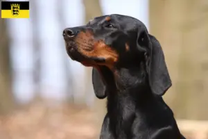 Lees meer over het artikel Brandlbracke fokkers en pups in Baden-Württemberg