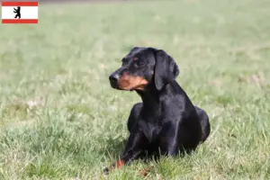 Lees meer over het artikel Brandlbracke fokkers en pups in Berlijn