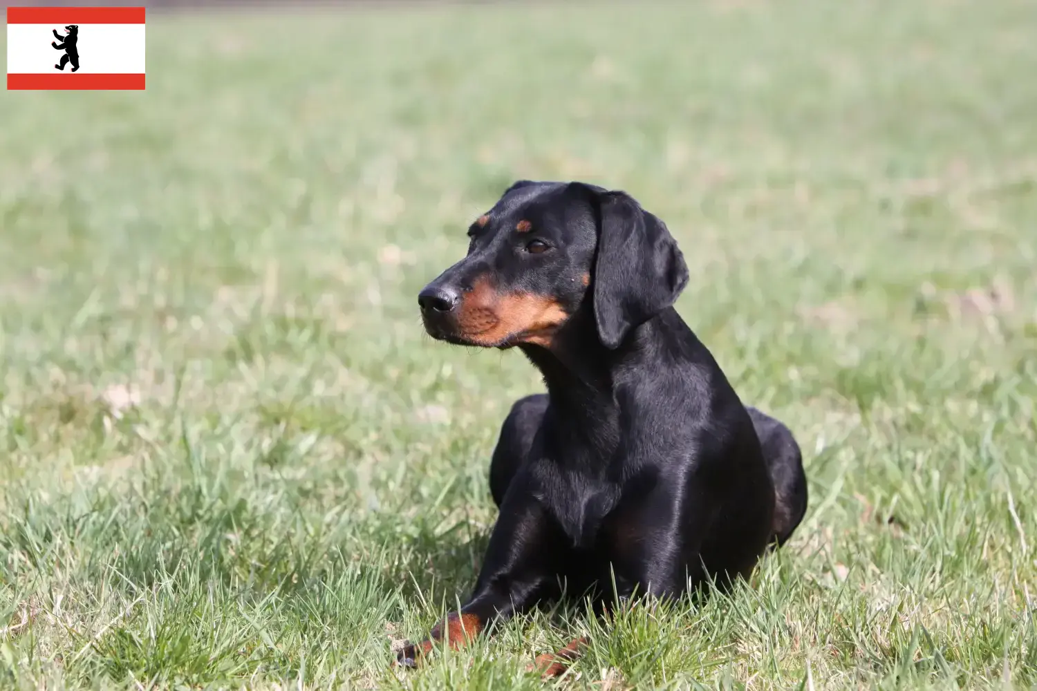 Lees meer over het artikel Brandlbracke fokkers en pups in Berlijn