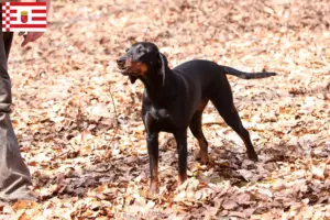 Lees meer over het artikel Brandlbracke fokkers en pups in Bremen