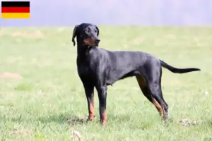 Lees meer over het artikel Brandlbracke fokkers en pups in Duitsland