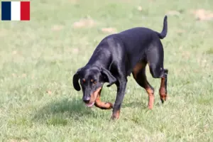 Lees meer over het artikel Brandlbracke fokkers en pups in Frankrijk